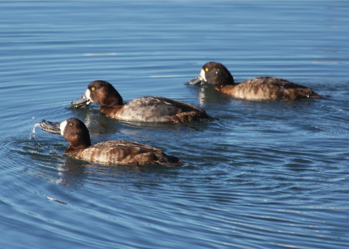 Lesser Scaup - ML624500462