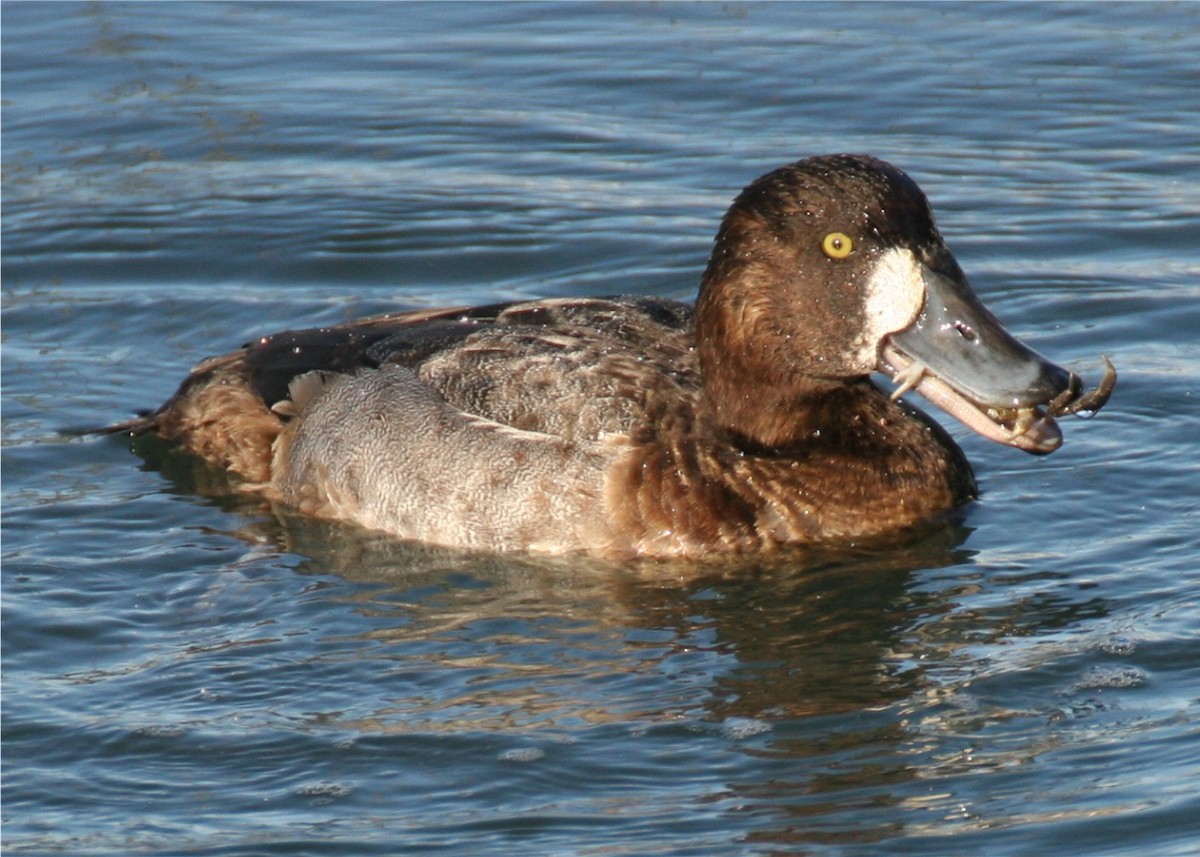 Lesser Scaup - ML624500463