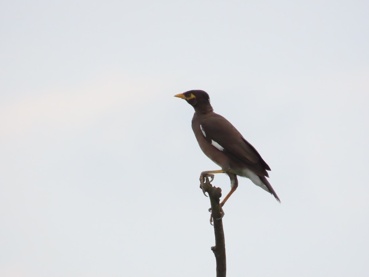 Common Myna - ML624500478