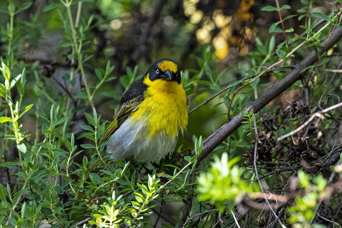 Baglafecht Weaver - ML624500495