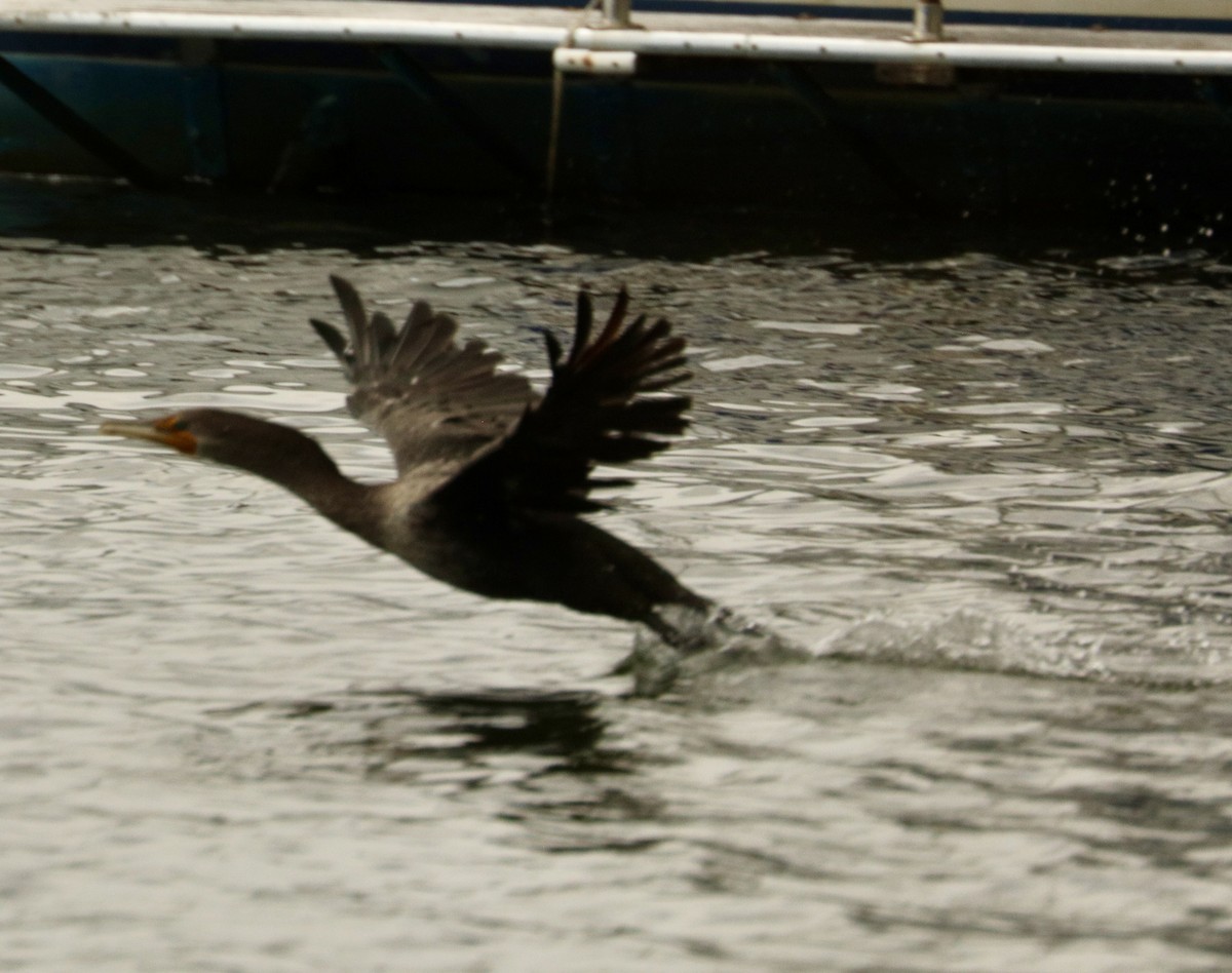 Double-crested Cormorant - ML624500503