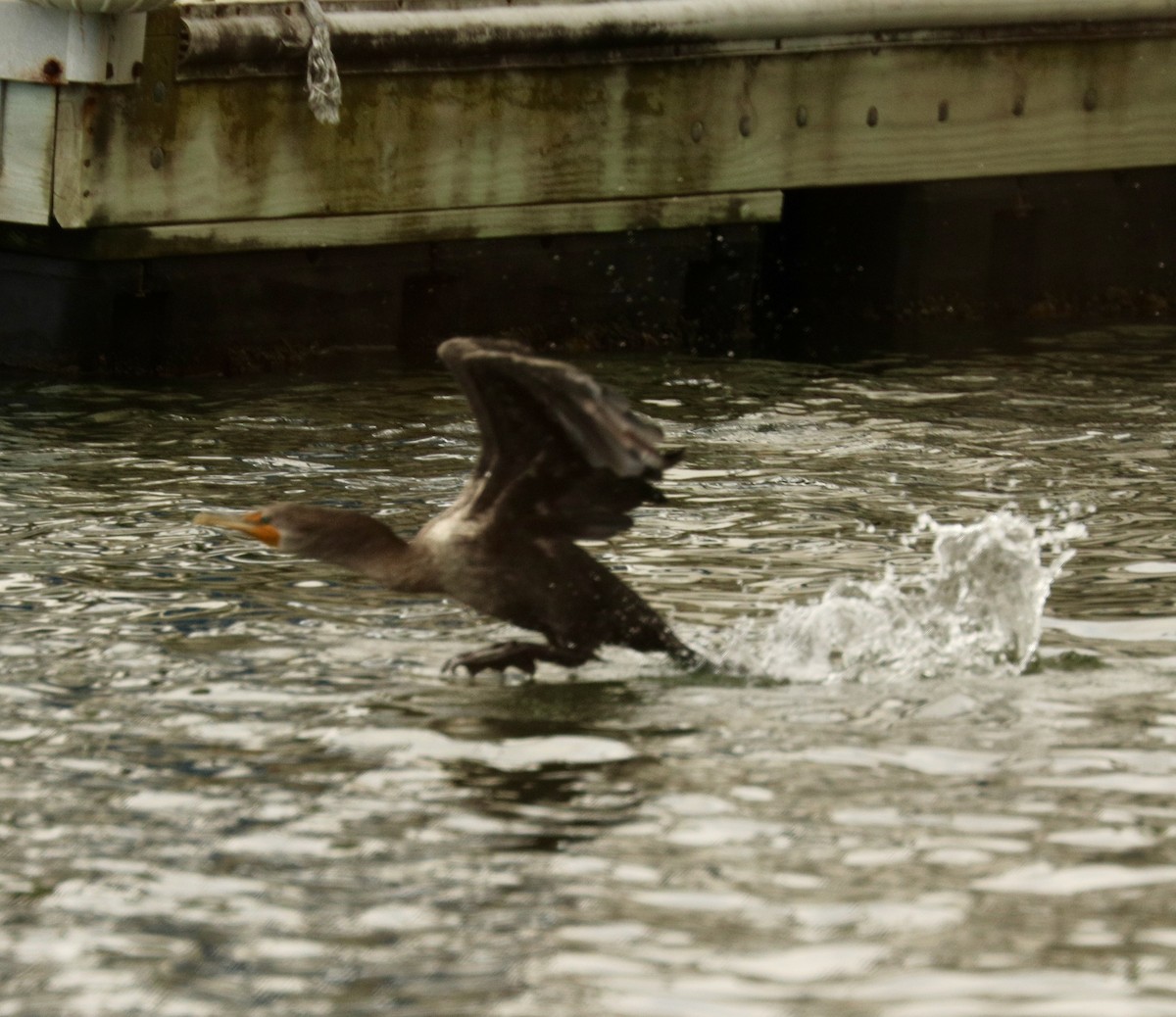 Double-crested Cormorant - ML624500511