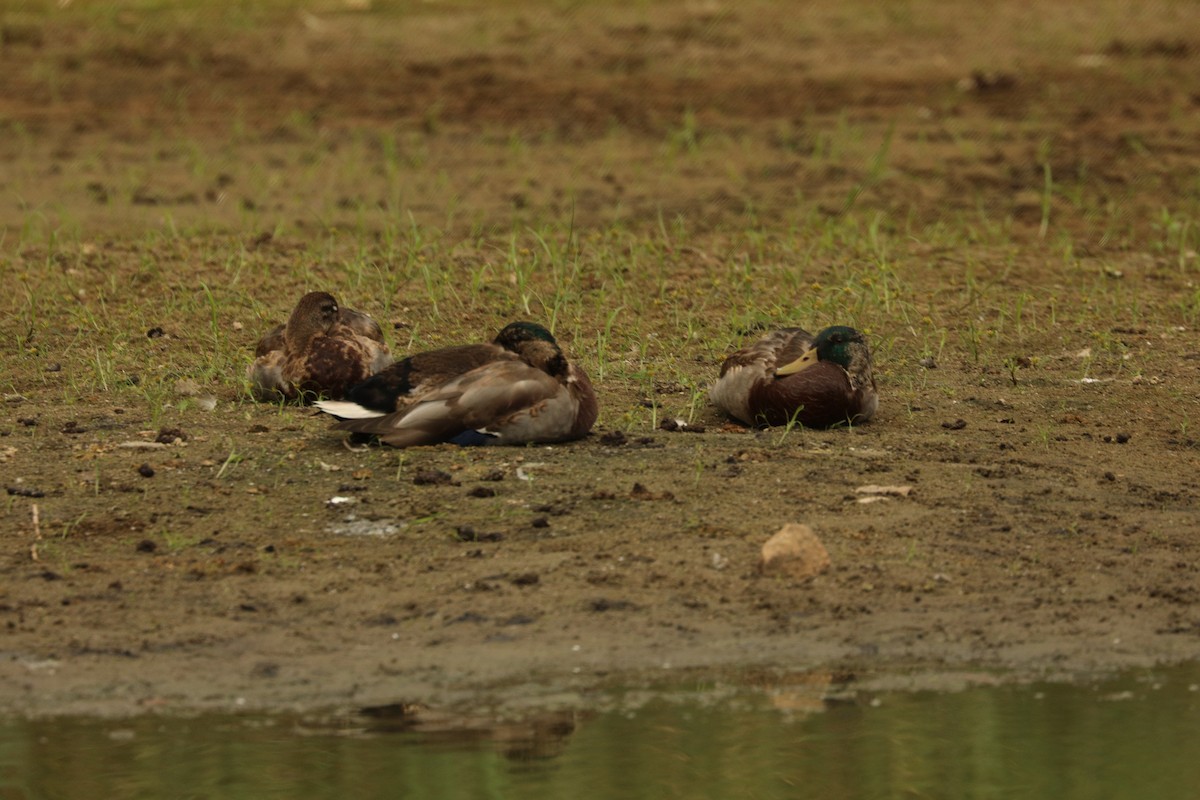 Mallard x American Black Duck (hybrid) - ML624500520