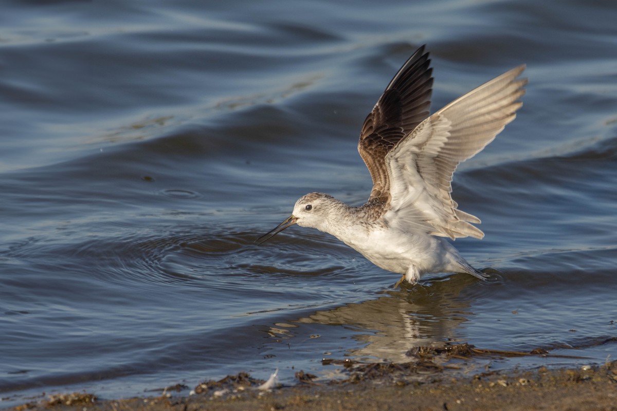 Marsh Sandpiper - Ido Ben-Itzhak