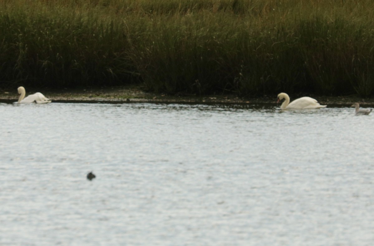 Mute Swan - ML624500538