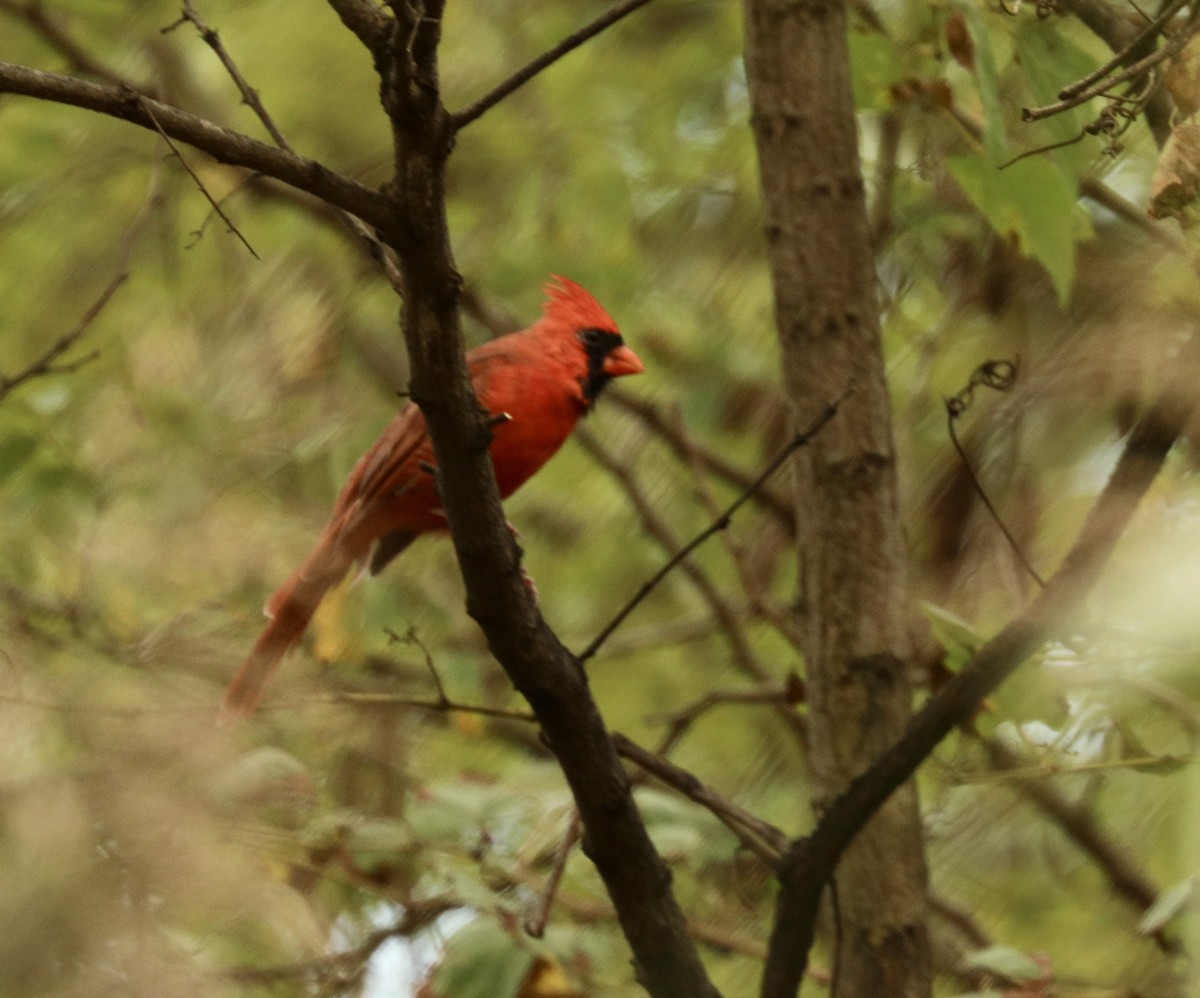 Northern Cardinal - ML624500554