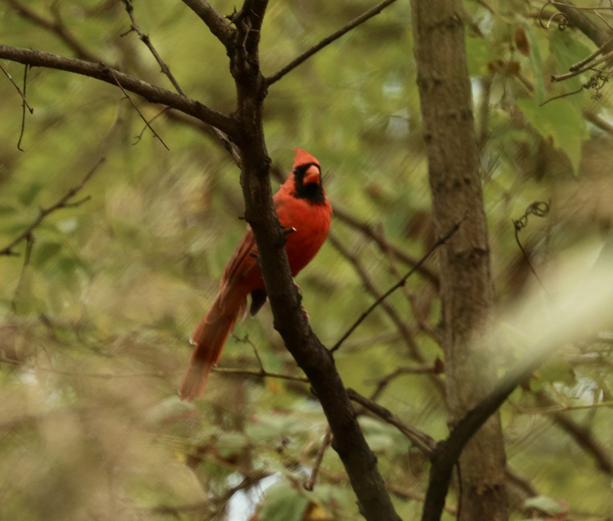 Northern Cardinal - ML624500569