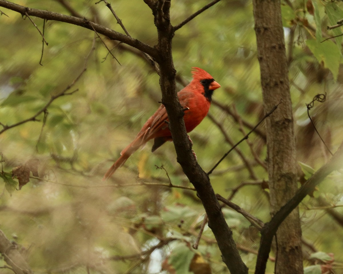 Northern Cardinal - ML624500576