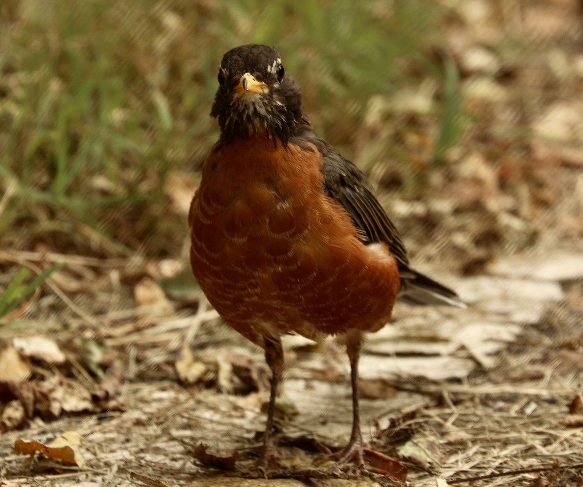 American Robin - ML624500582