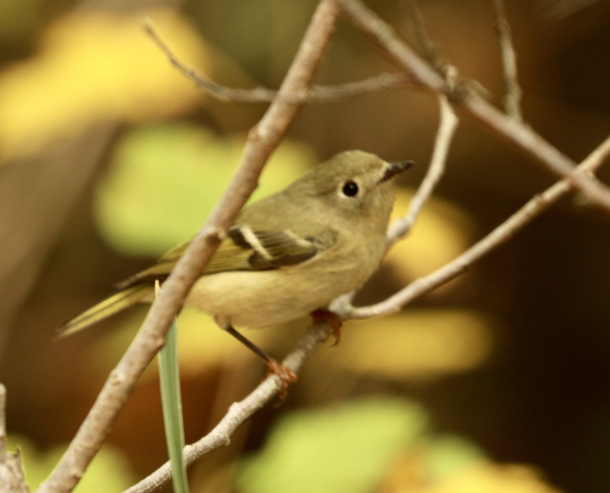 Golden-crowned Kinglet - ML624500614