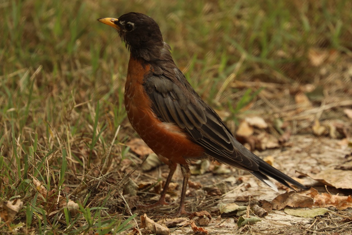 American Robin - ML624500621