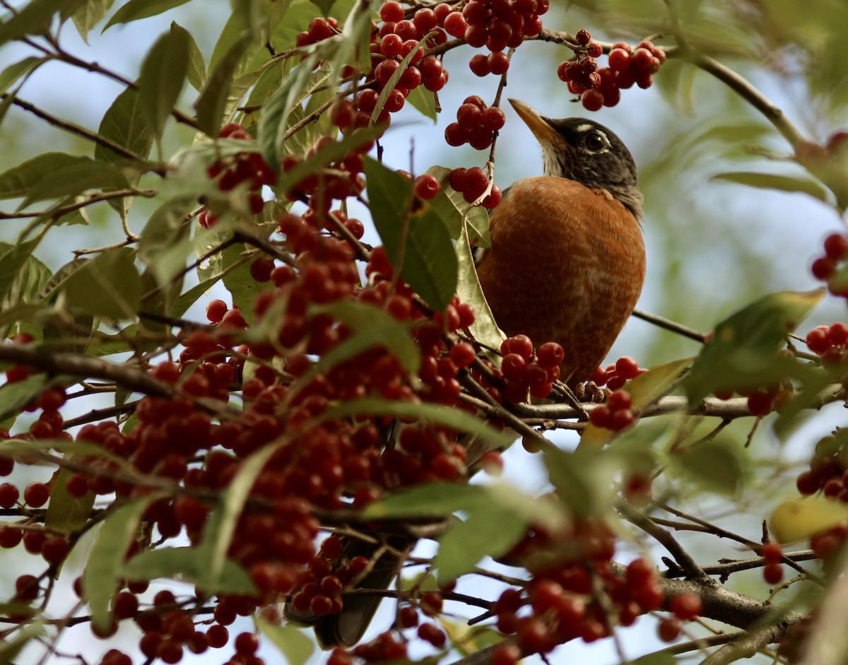 American Robin - ML624500644