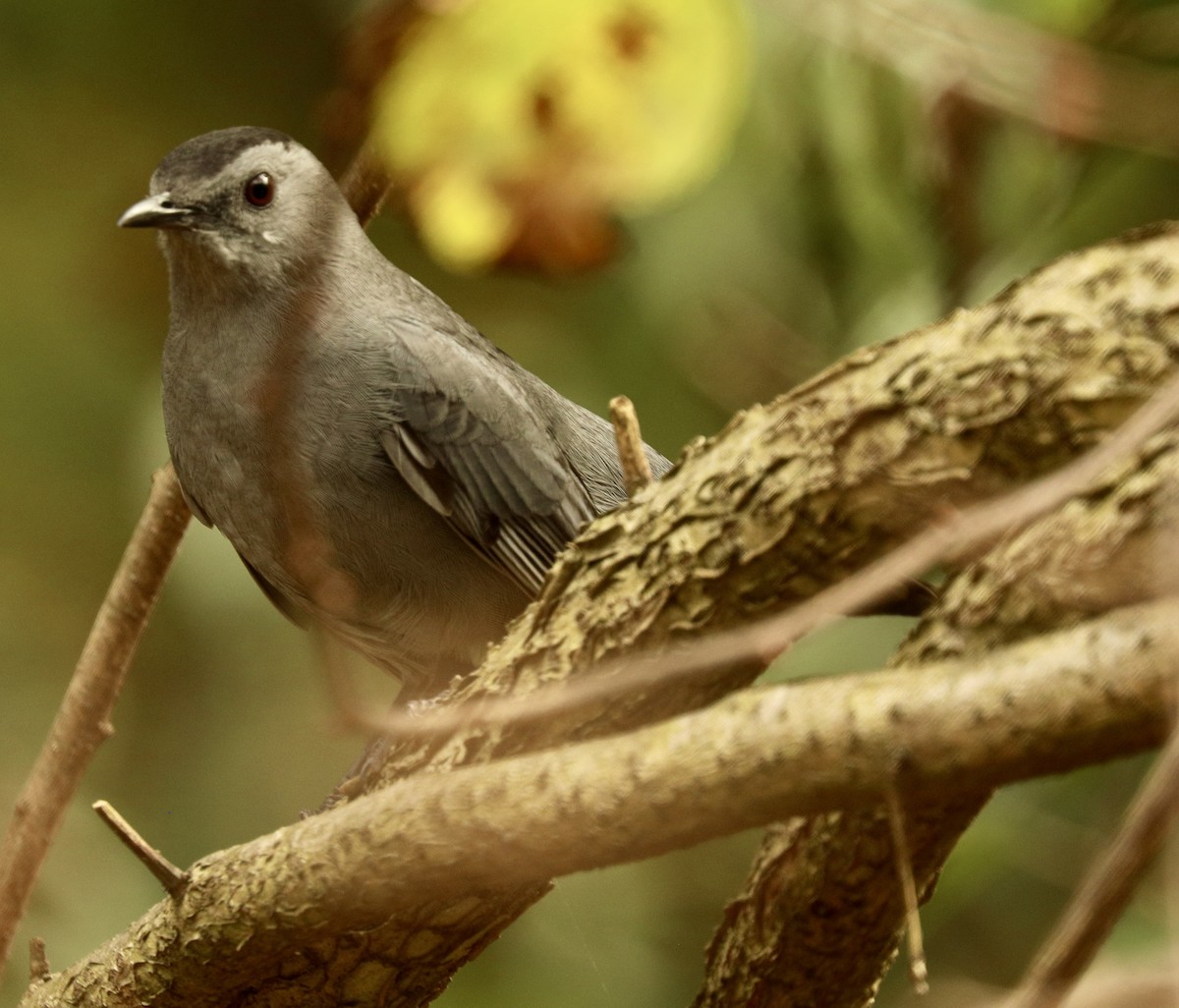 Gray Catbird - ML624500675