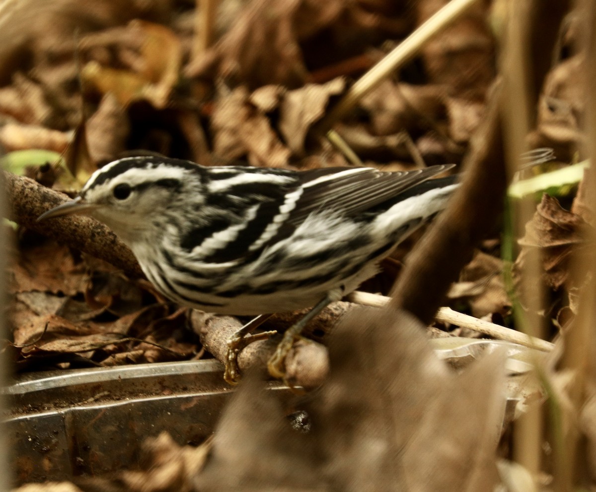 Black-and-white Warbler - ML624500701