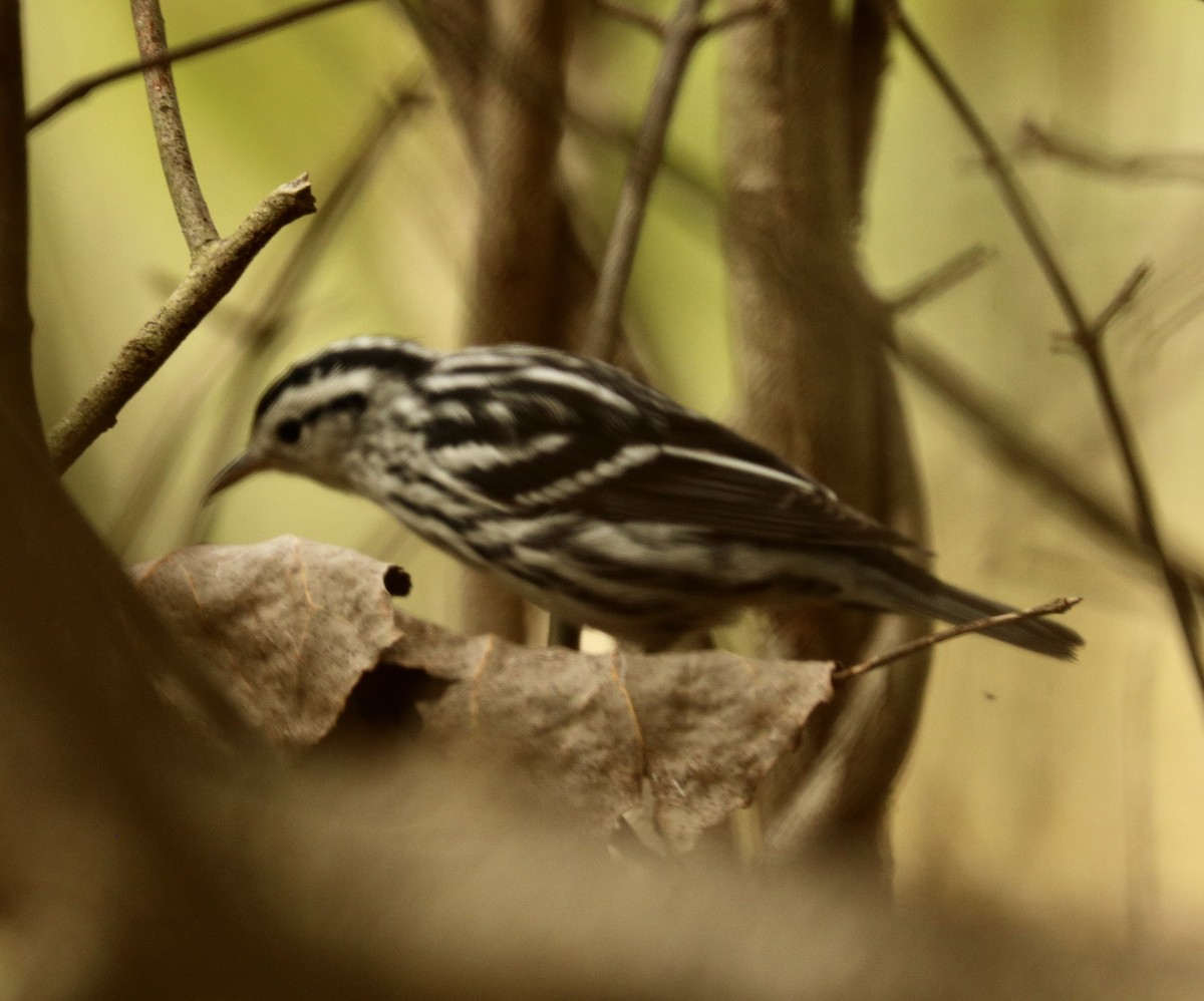 Black-and-white Warbler - ML624500705