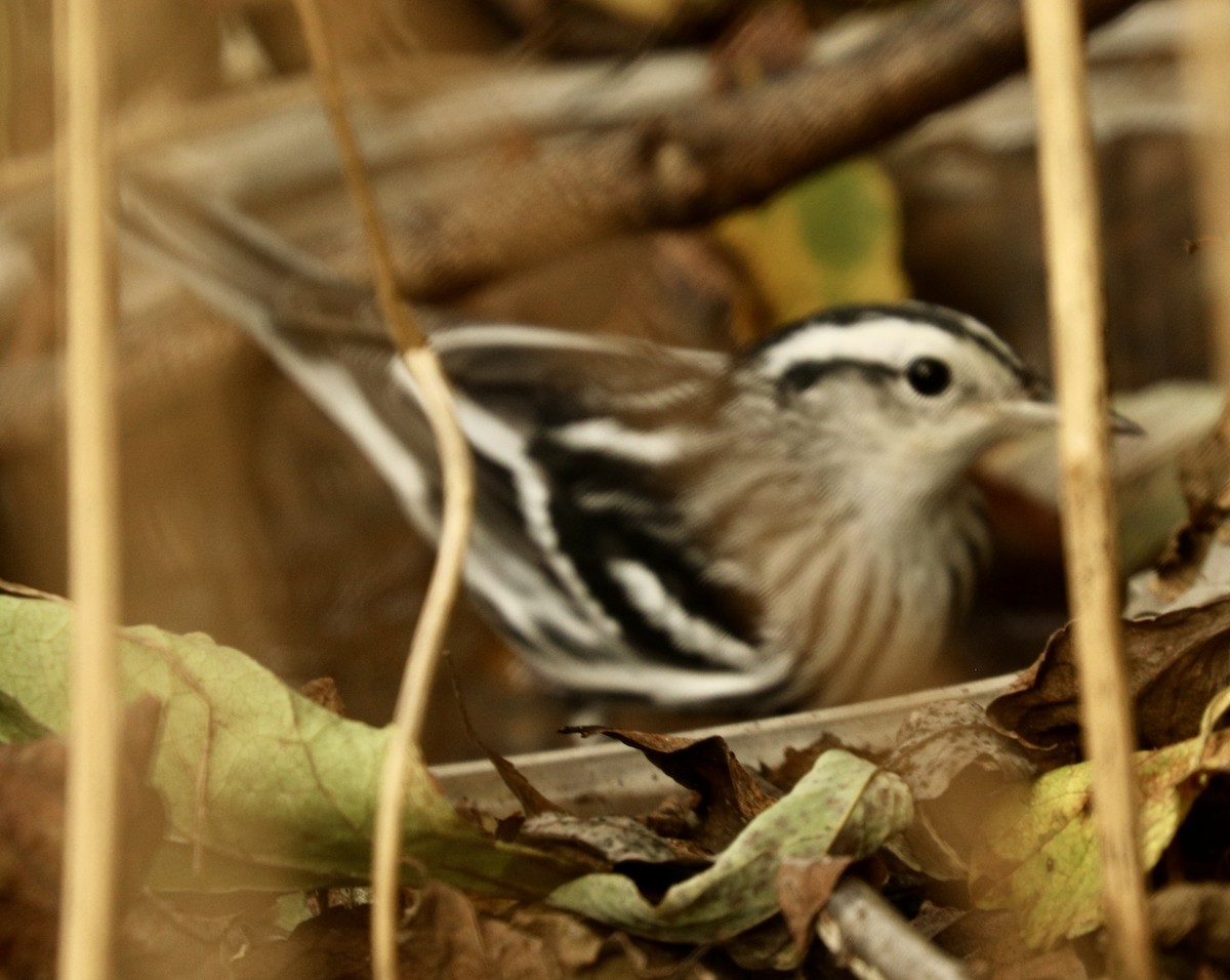 Black-and-white Warbler - ML624500707