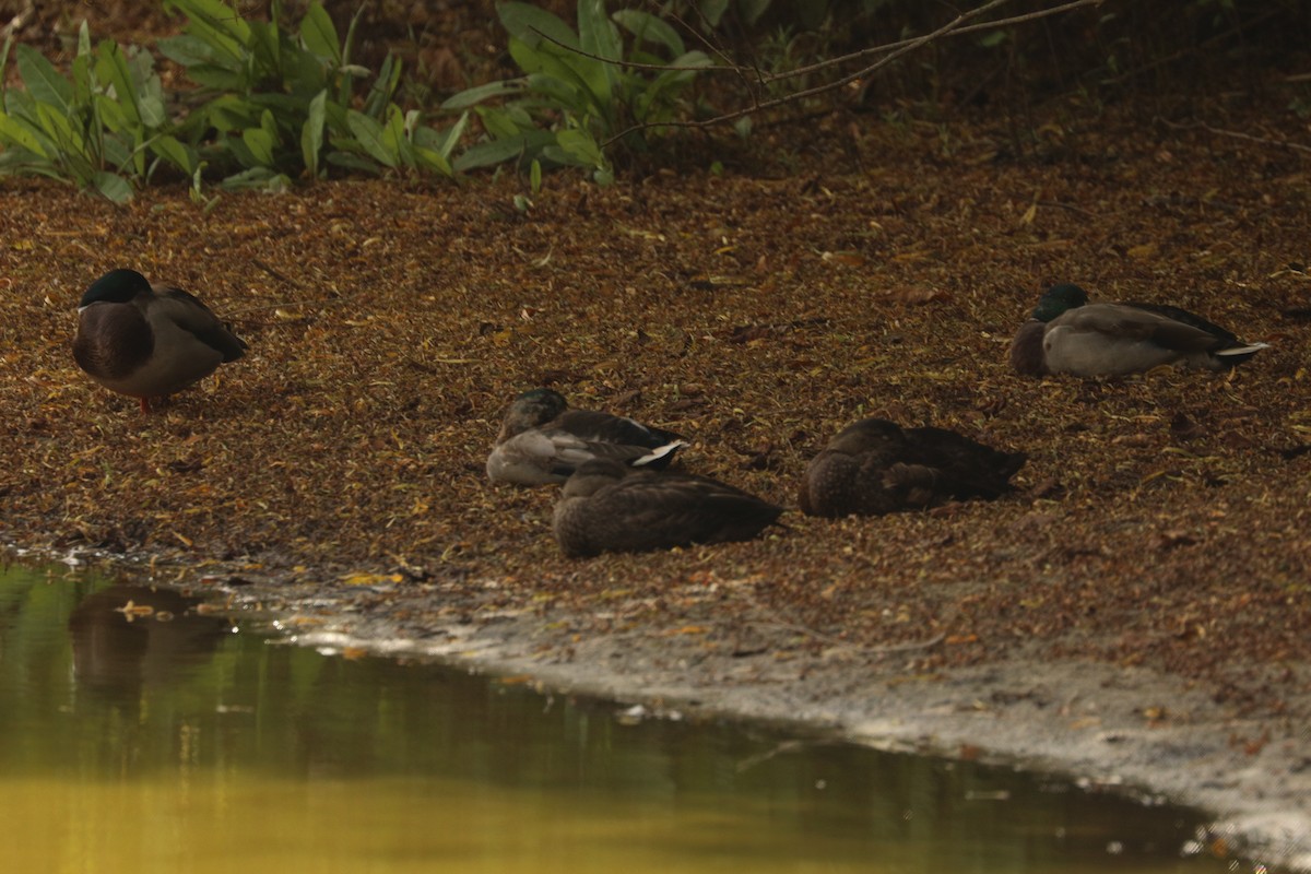 Mallard x American Black Duck (hybrid) - ML624500731