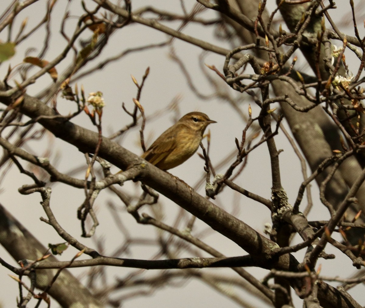 Yellow-rumped Warbler - ML624500749