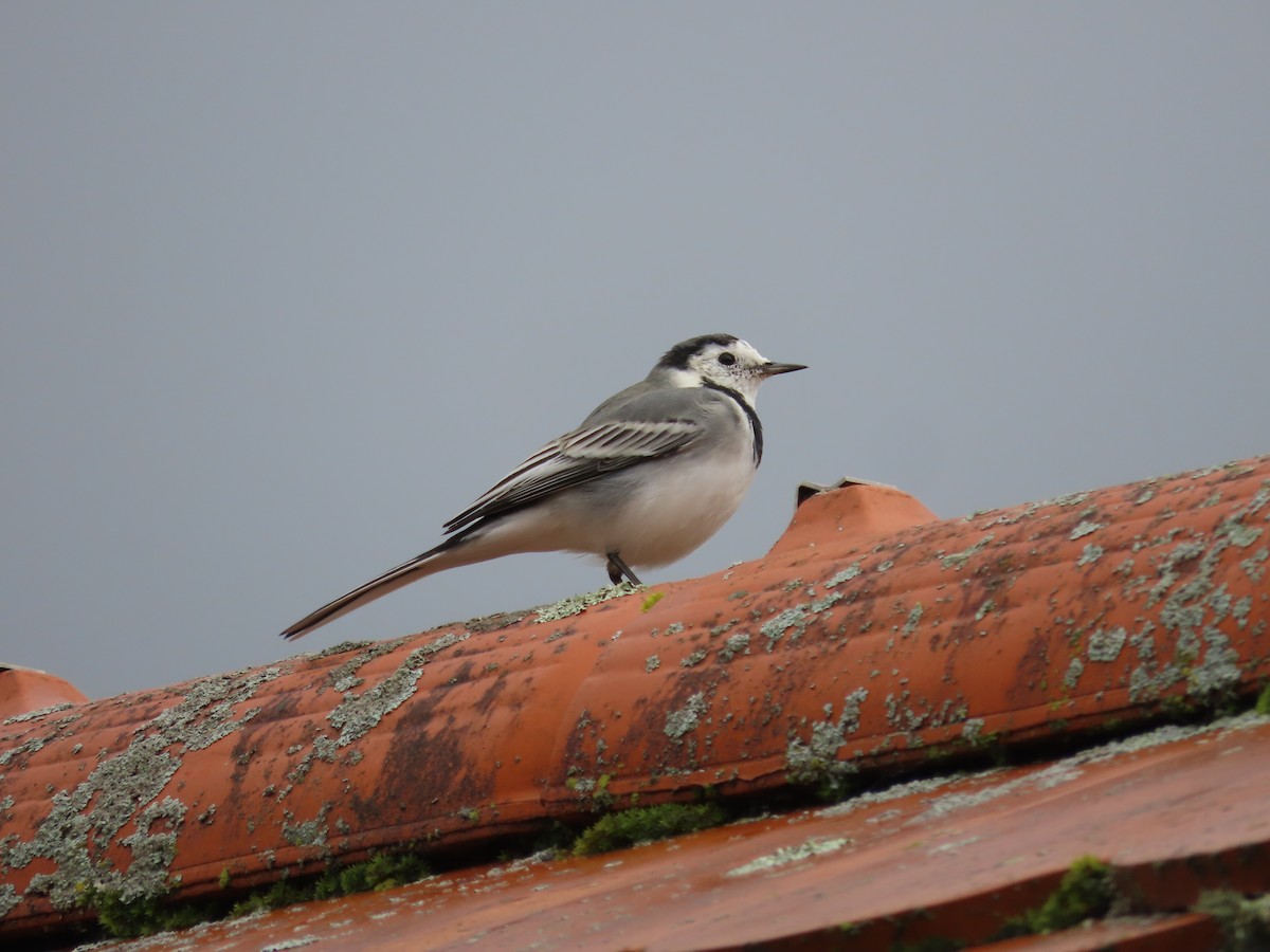 White Wagtail - ML624500771
