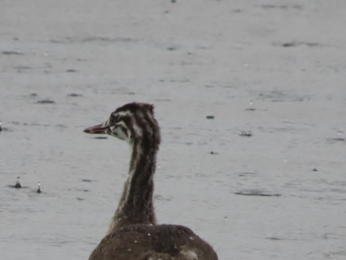 Great Crested Grebe - ML624500778