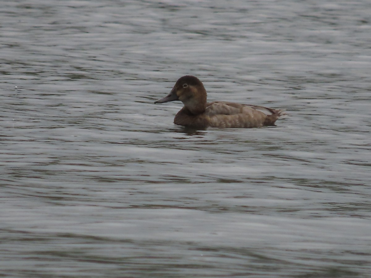 Common Pochard - ML624500782