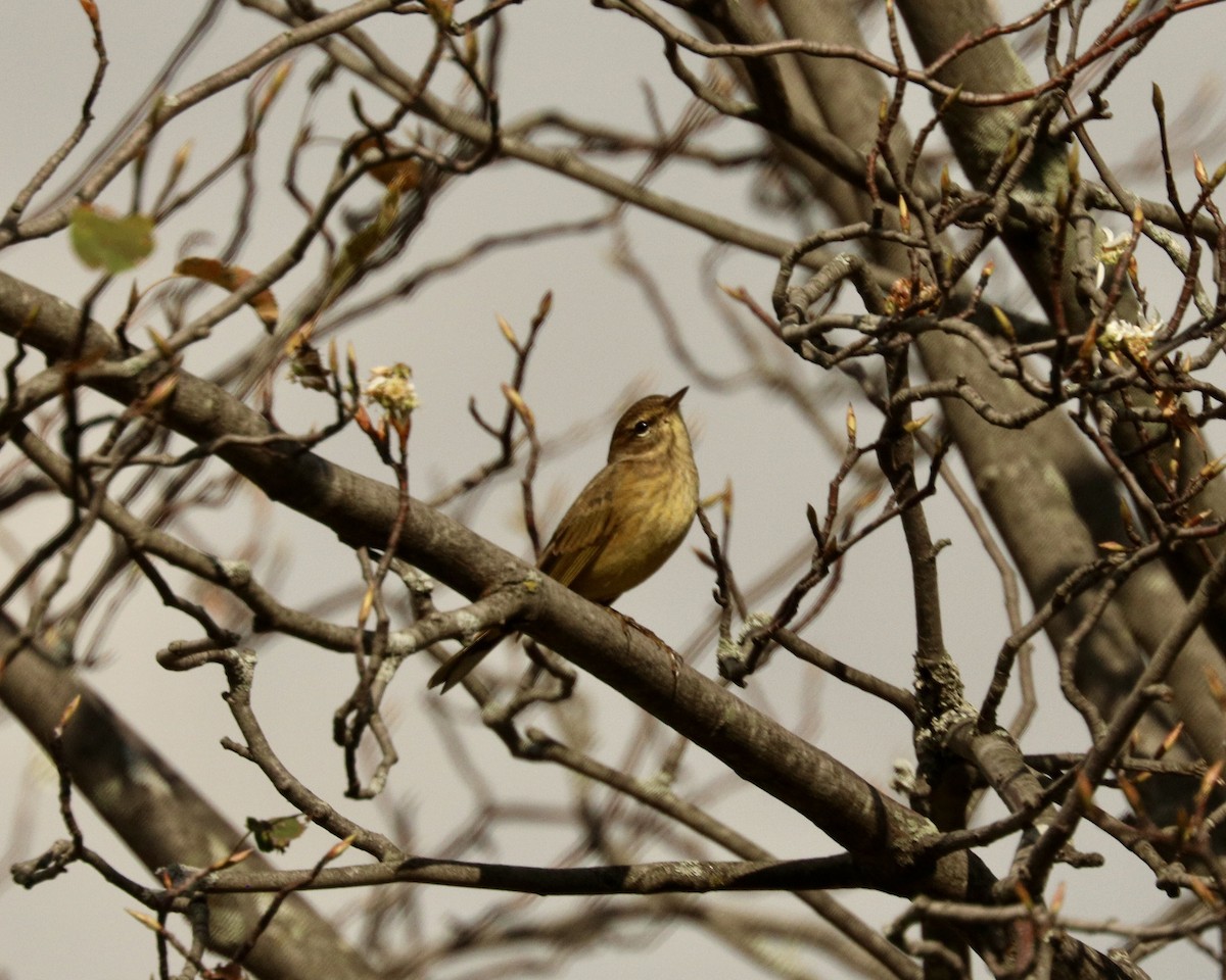 Yellow-rumped Warbler - ML624500786