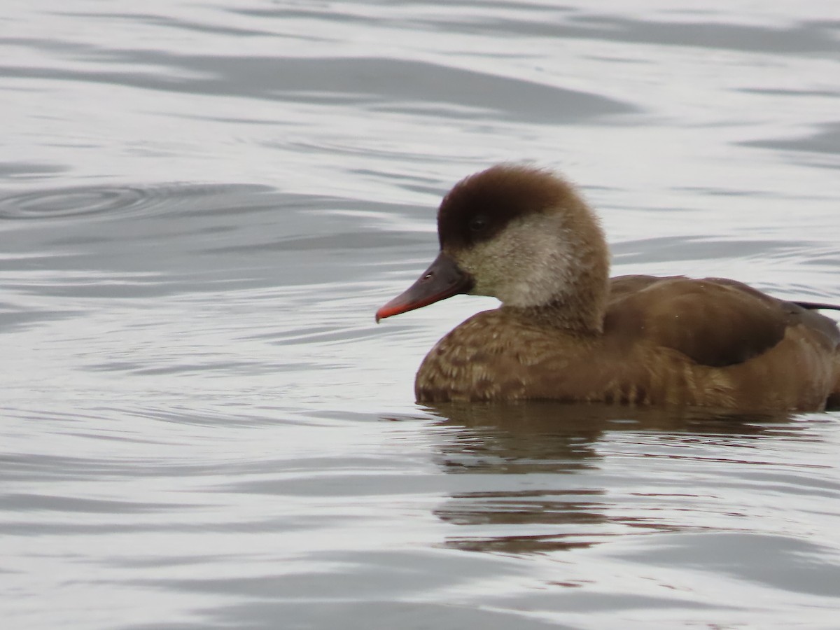 Red-crested Pochard - ML624500788