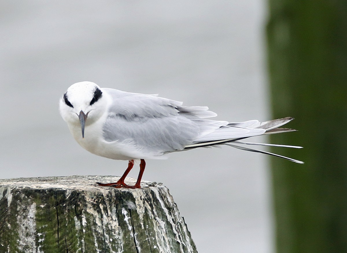 Forster's Tern - ML624500794