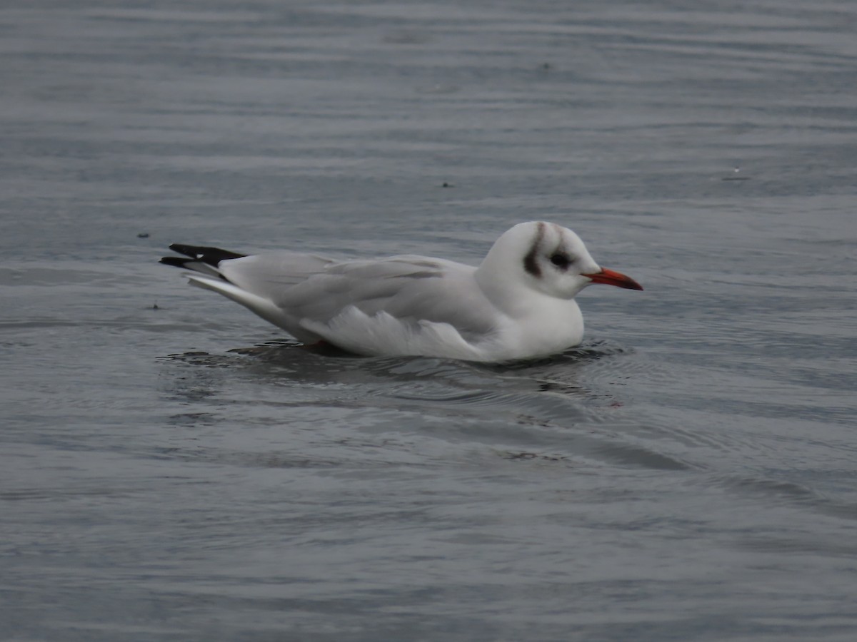 Black-headed Gull - ML624500802