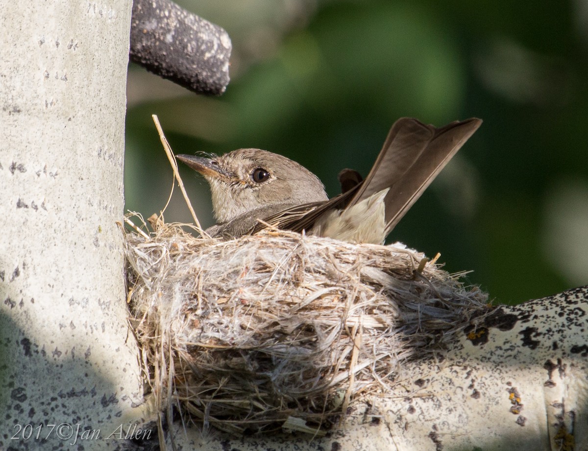 Western Wood-Pewee - ML62450081