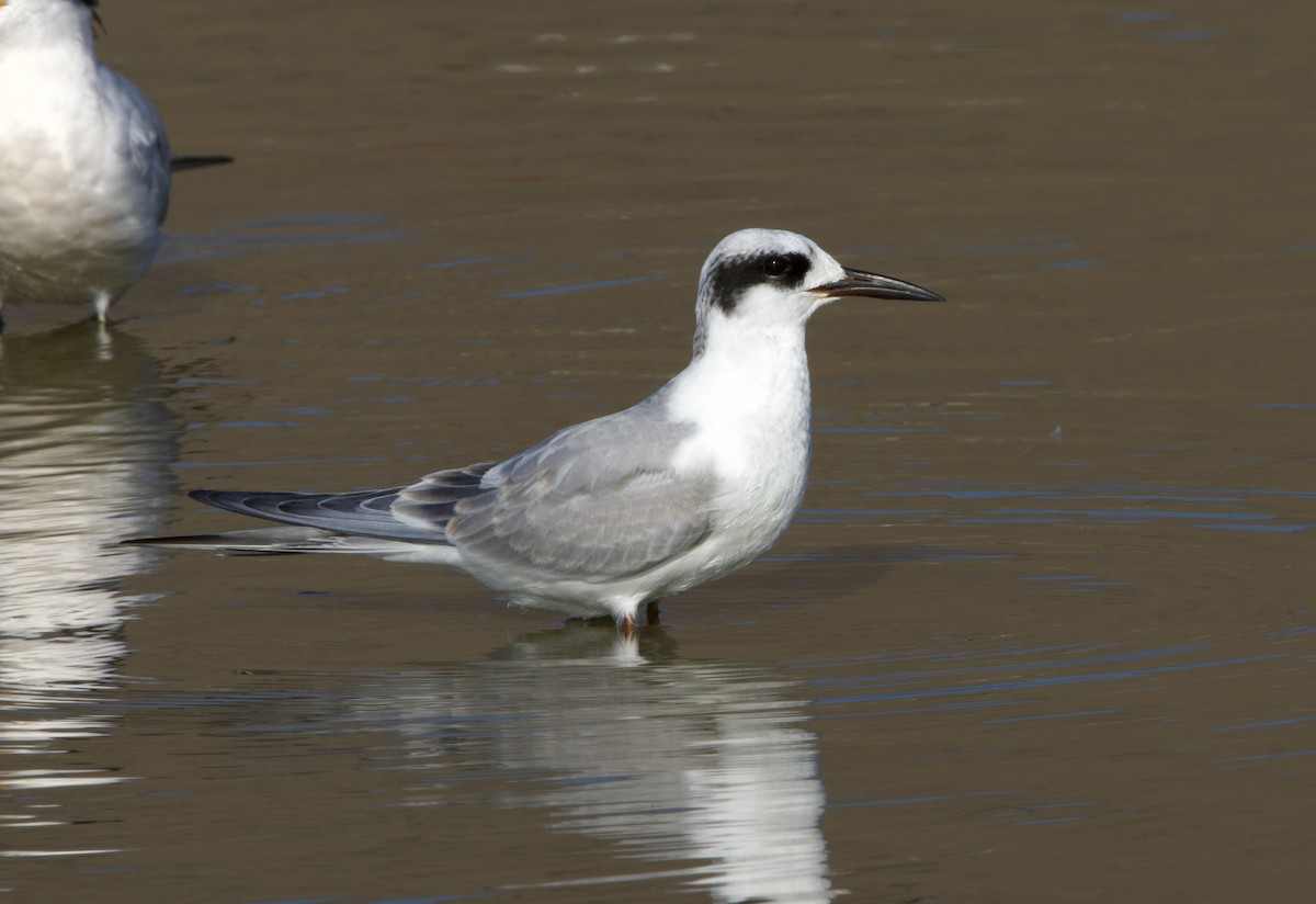 Forster's Tern - ML624500833