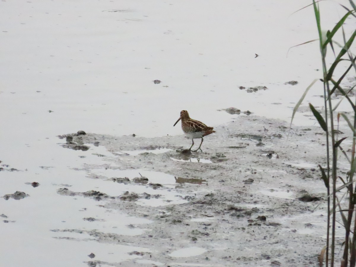 Common Snipe - ML624500939