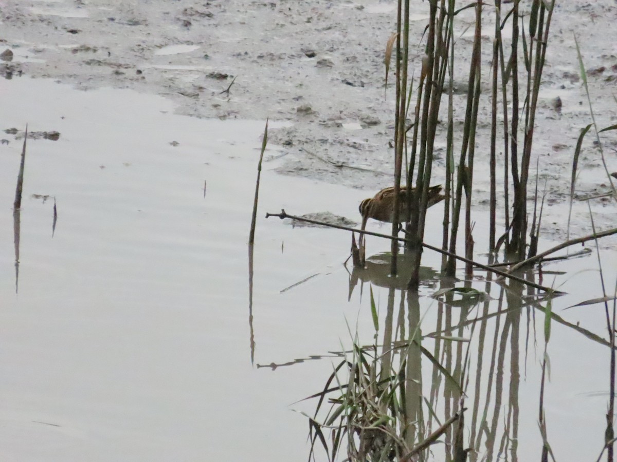 Common Snipe - ML624500940