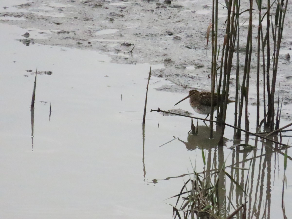 Common Snipe - ML624500941