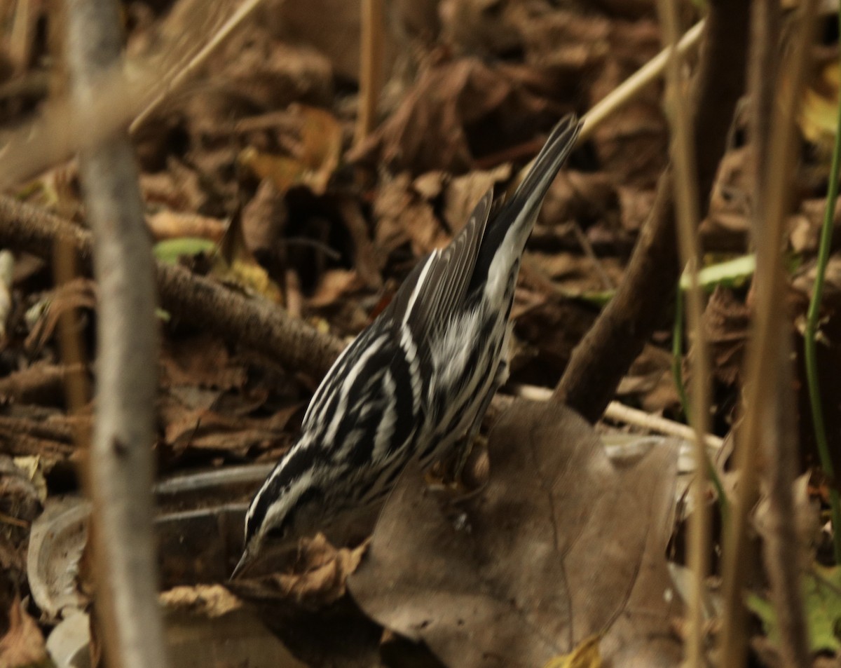 Black-and-white Warbler - ML624500947