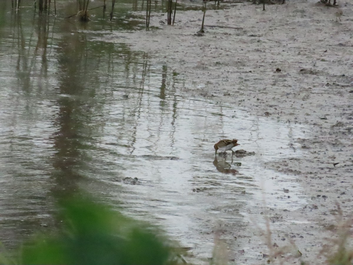 Common Snipe - ML624500956