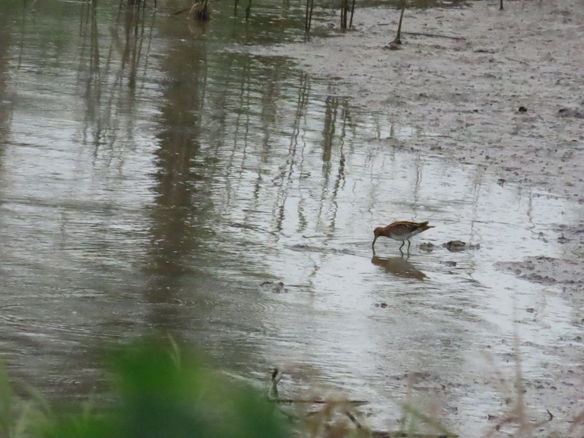 Common Snipe - ML624500957