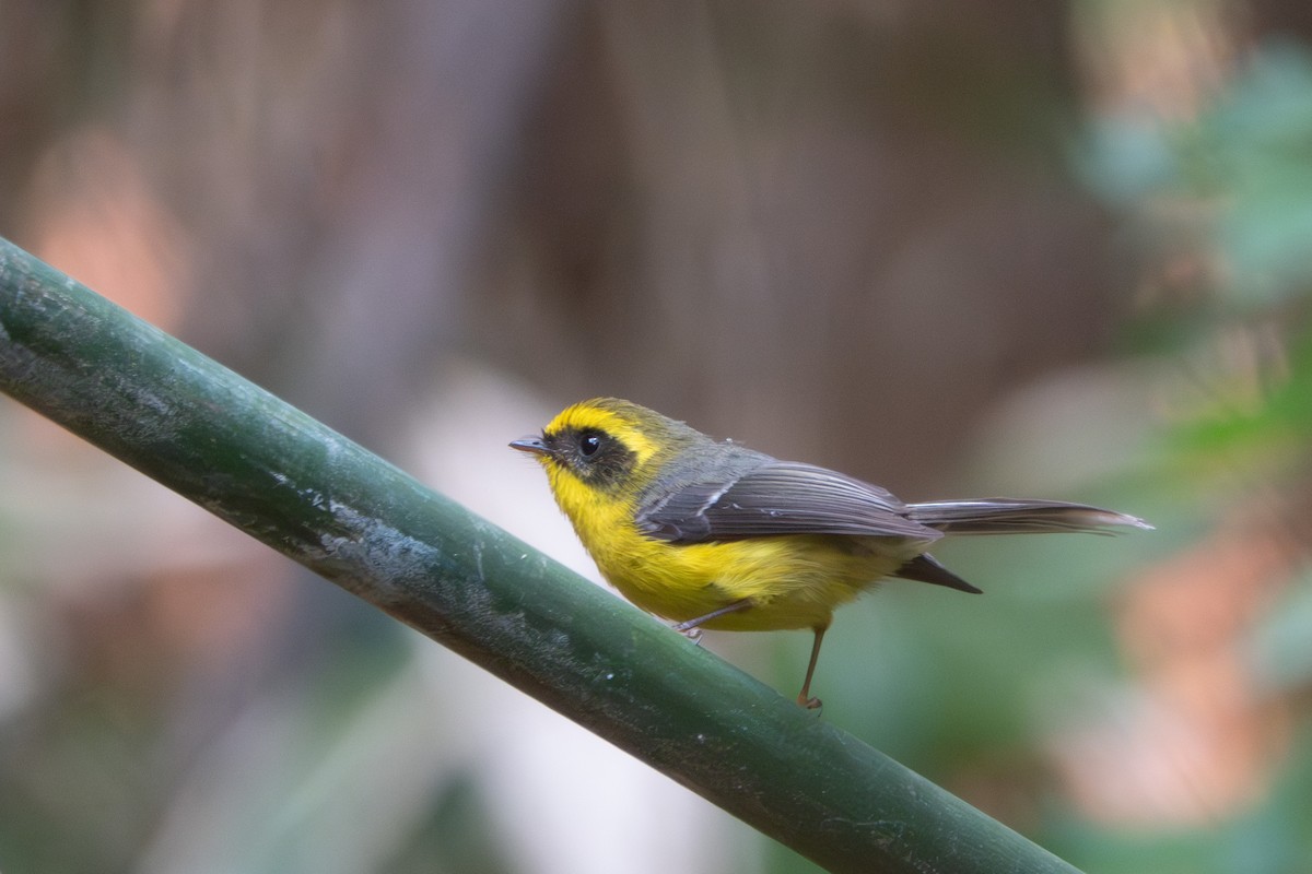 Yellow-bellied Fairy-Fantail - ML624501029