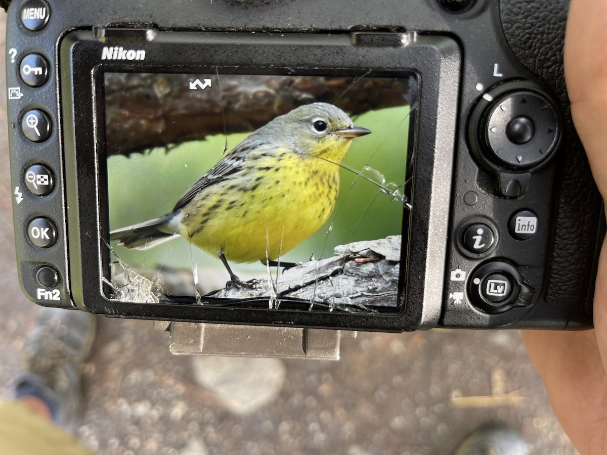 Kirtland's Warbler - Daniel Bailey