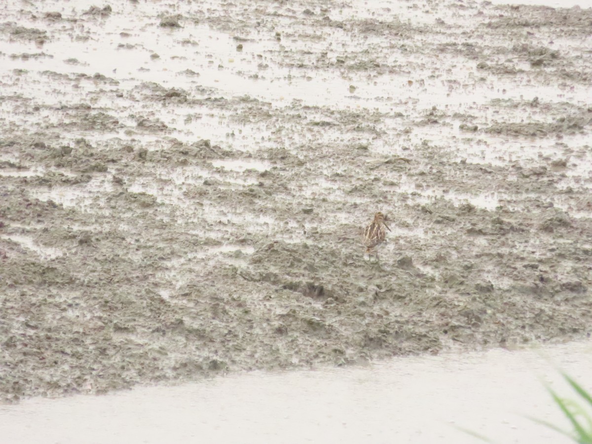 Common Snipe - ML624501093