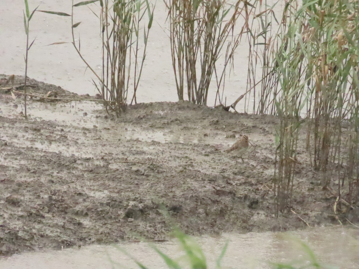 Common Snipe - ML624501094