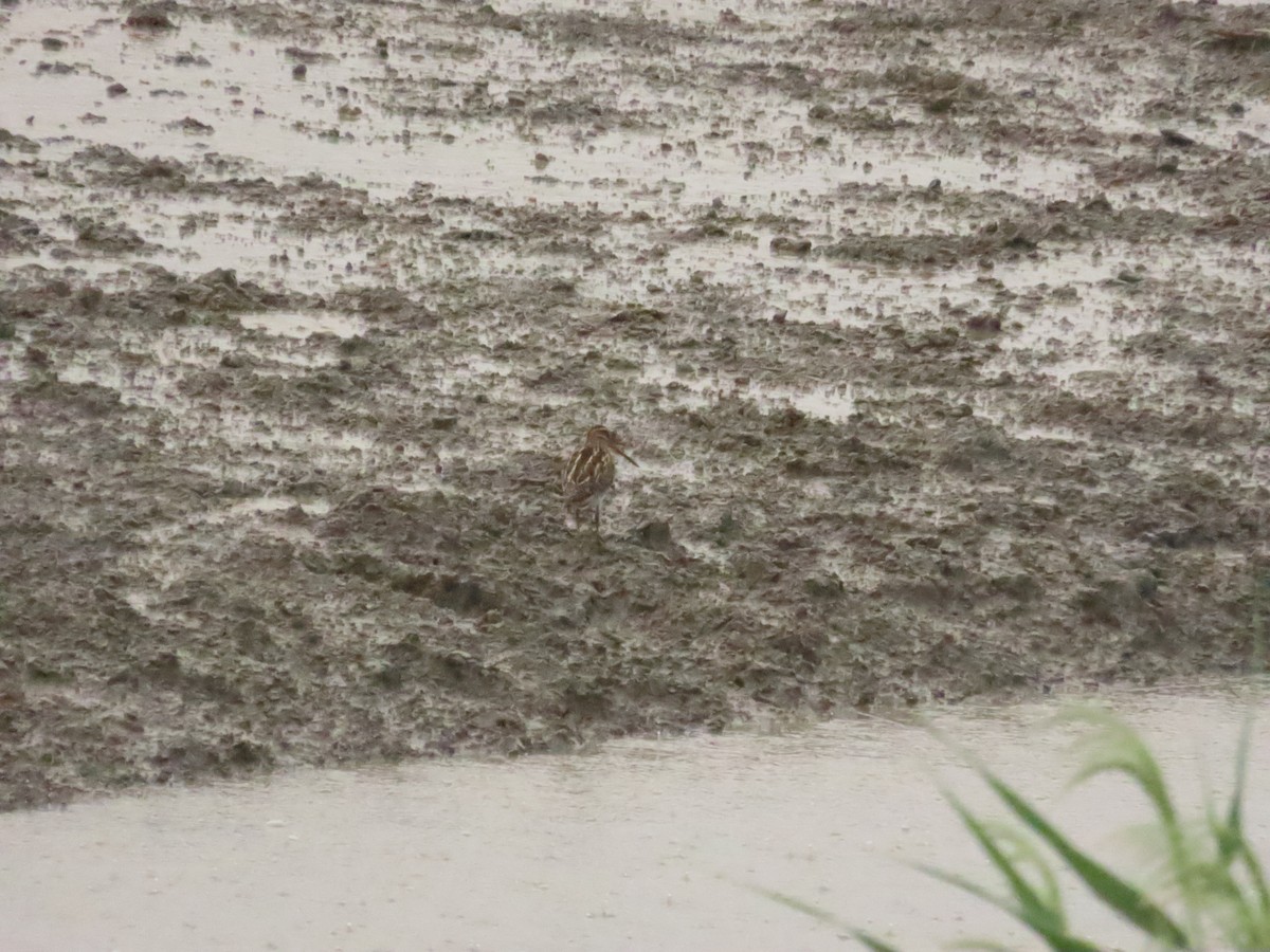 Common Snipe - ML624501095