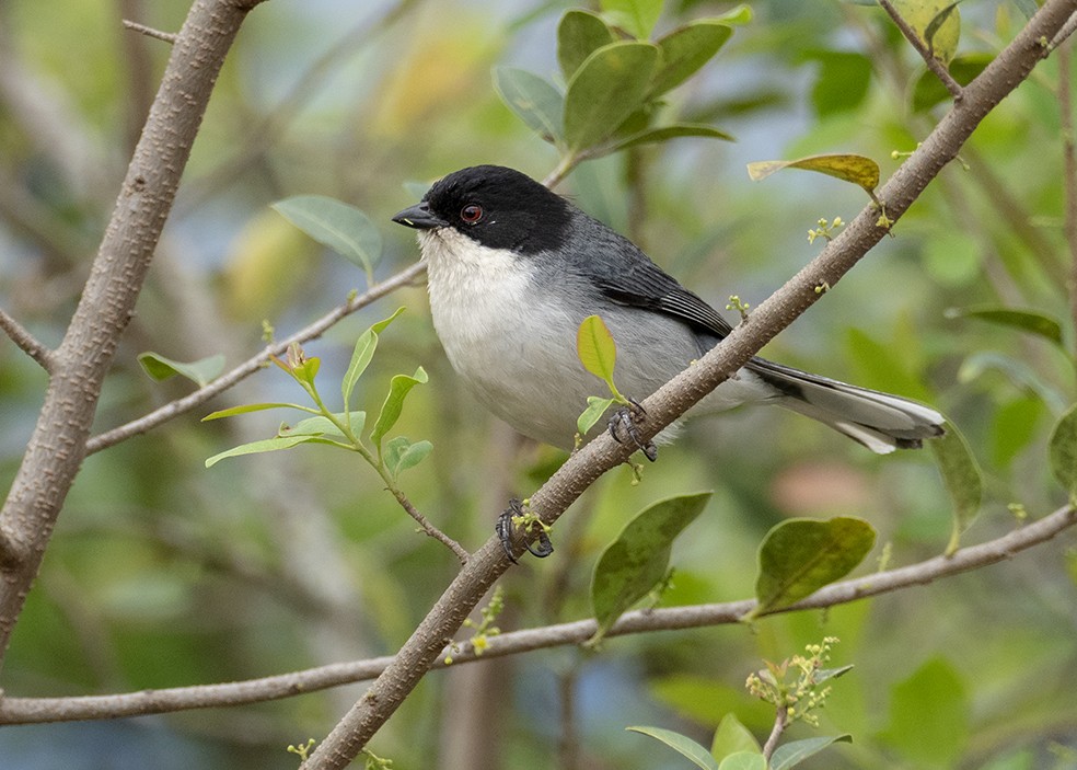 Black-capped Warbling Finch - ML624501159