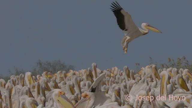 Great White Pelican - ML624501265