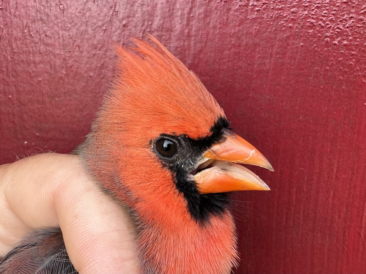 Northern Cardinal - ML624501581