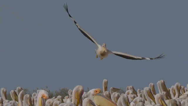 Great White Pelican - ML624501589