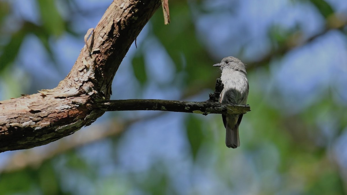 Flores Jungle Flycatcher - ML624501608