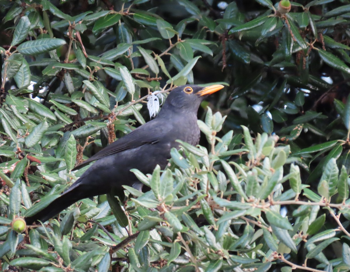 Eurasian Blackbird - ML624501623