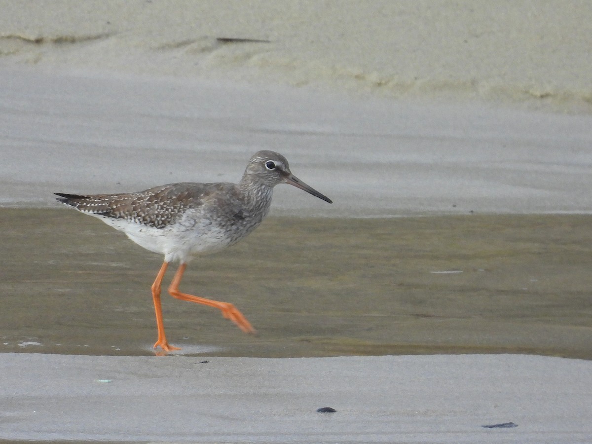 Common Redshank - ML624501862