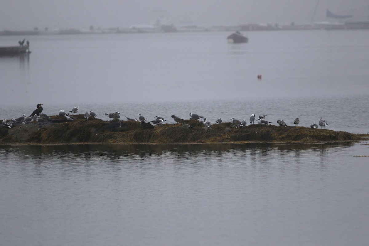 Gaviota Guanaguanare - ML624501913
